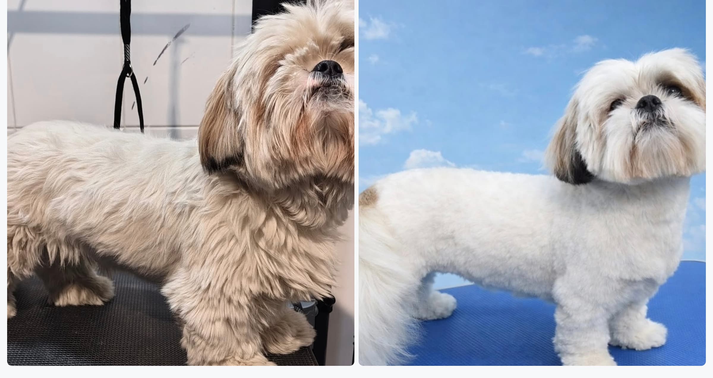 Poodle — Baño + corte